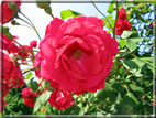 foto Rose